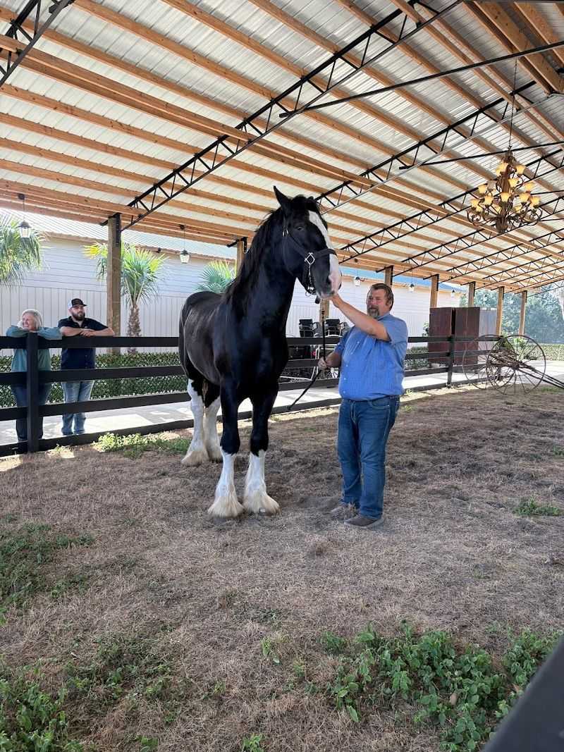Meeting the Horses Up Close and in Person