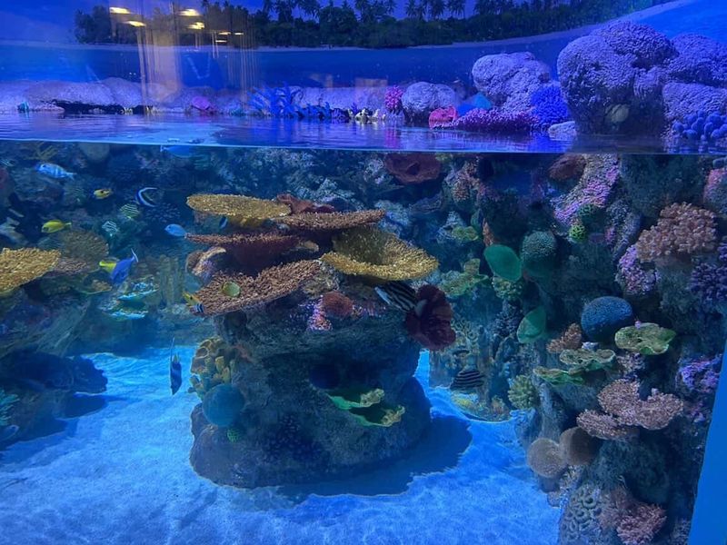 Mote Marine Laboratory: The Science Behind the Shore