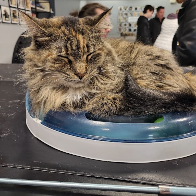 A Rescue Powered by Community