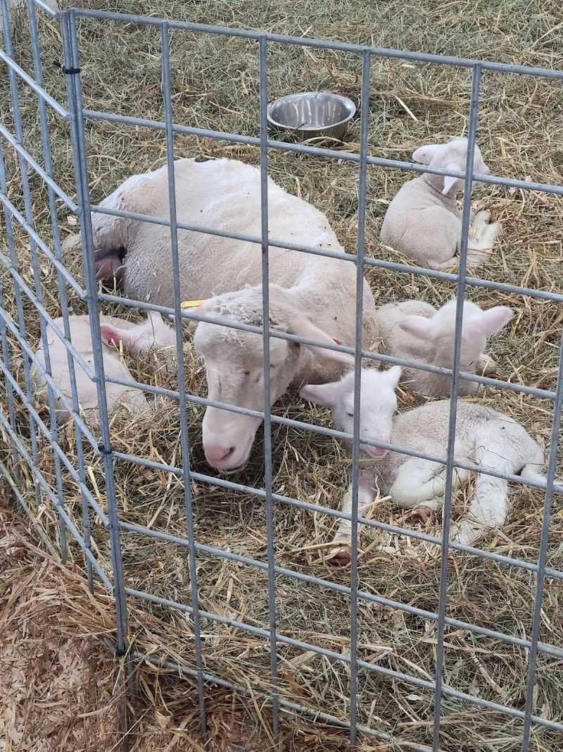 The Miracle of Life Barn Earns Its Name Quietly