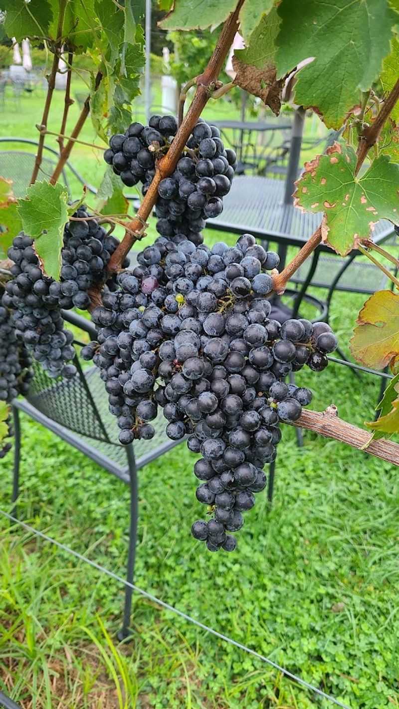 The Story Behind the Vines