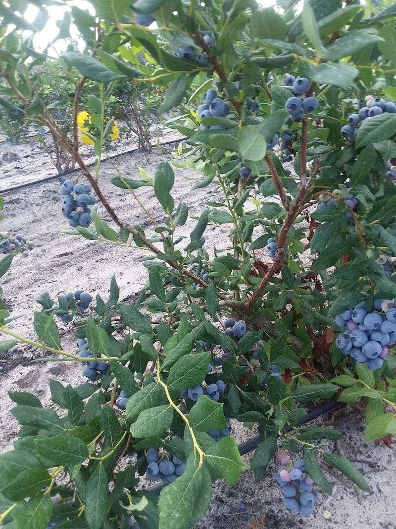 How the Blueberry Capital Title Was Earned