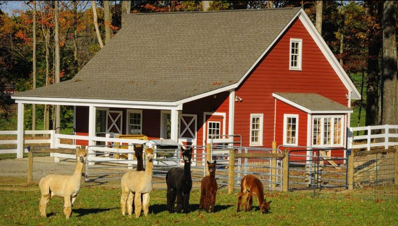 The Story Behind the Farm and Its Herd