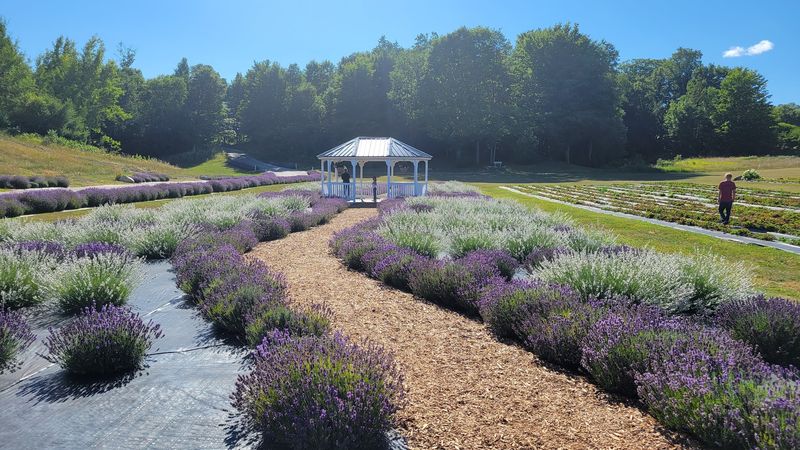 The Story Behind the Lavender Field at Brys Estate