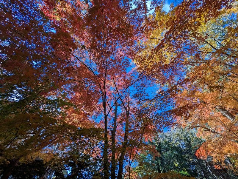 A History That Stretches Back More Than a Century