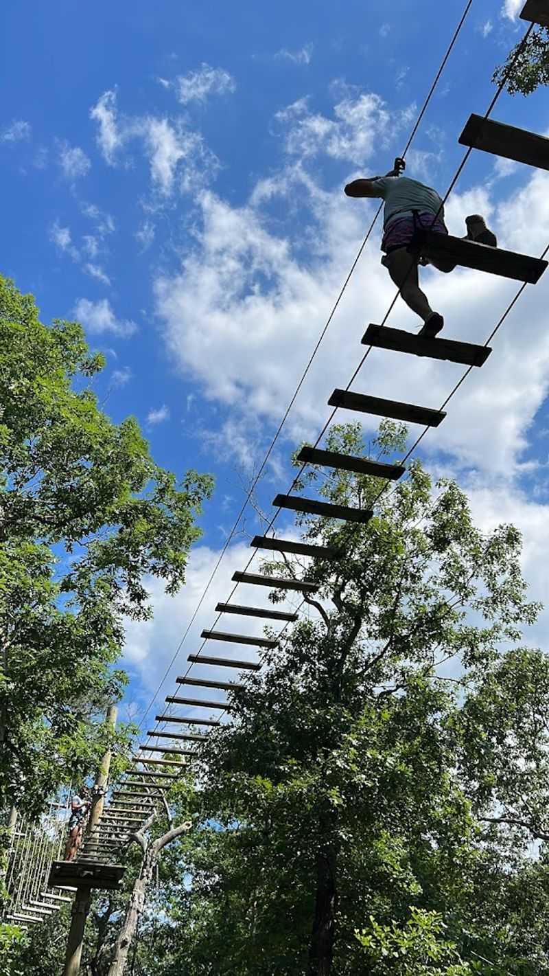 What Tree To Tree Cape May Actually Is