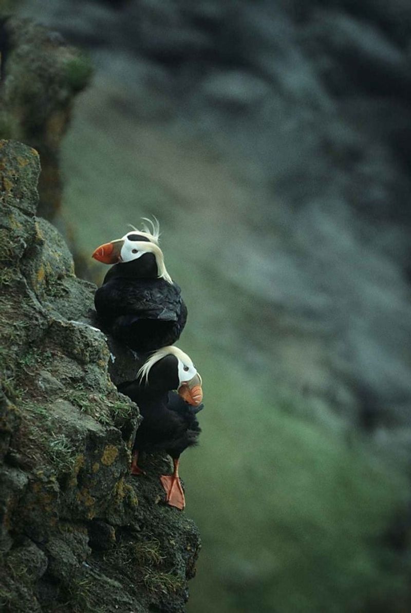 The Tufted Puffins: Oregon's Most Charming Seasonal Residents