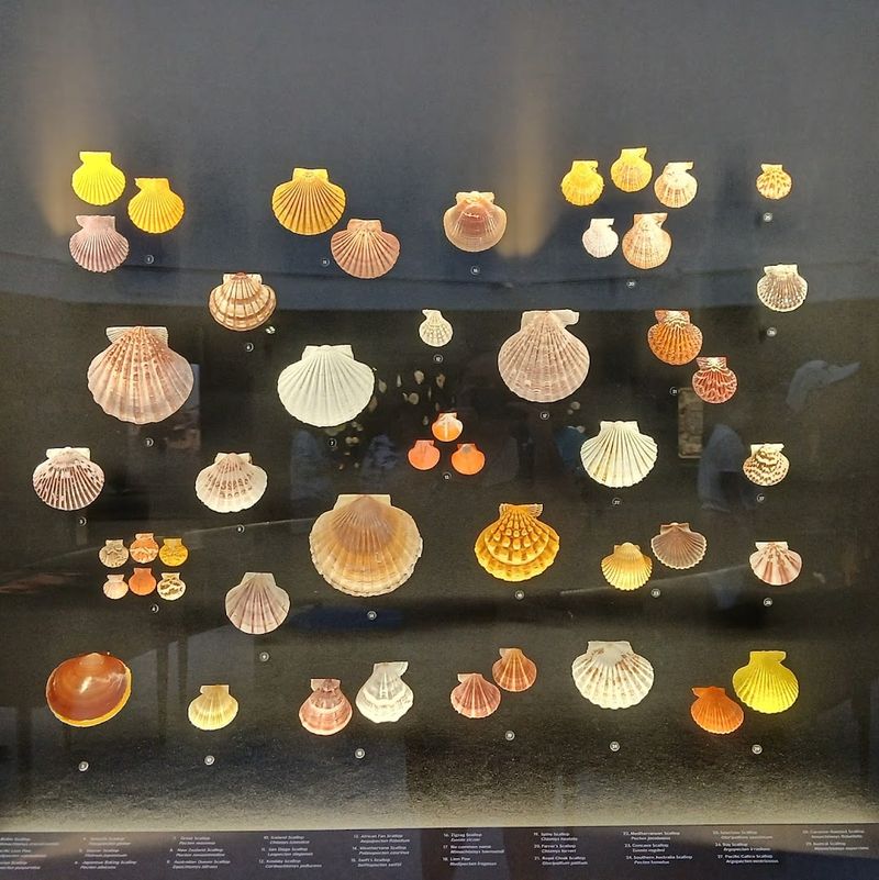 The Great Hall of Shells: A Room That Stops You in Your Tracks