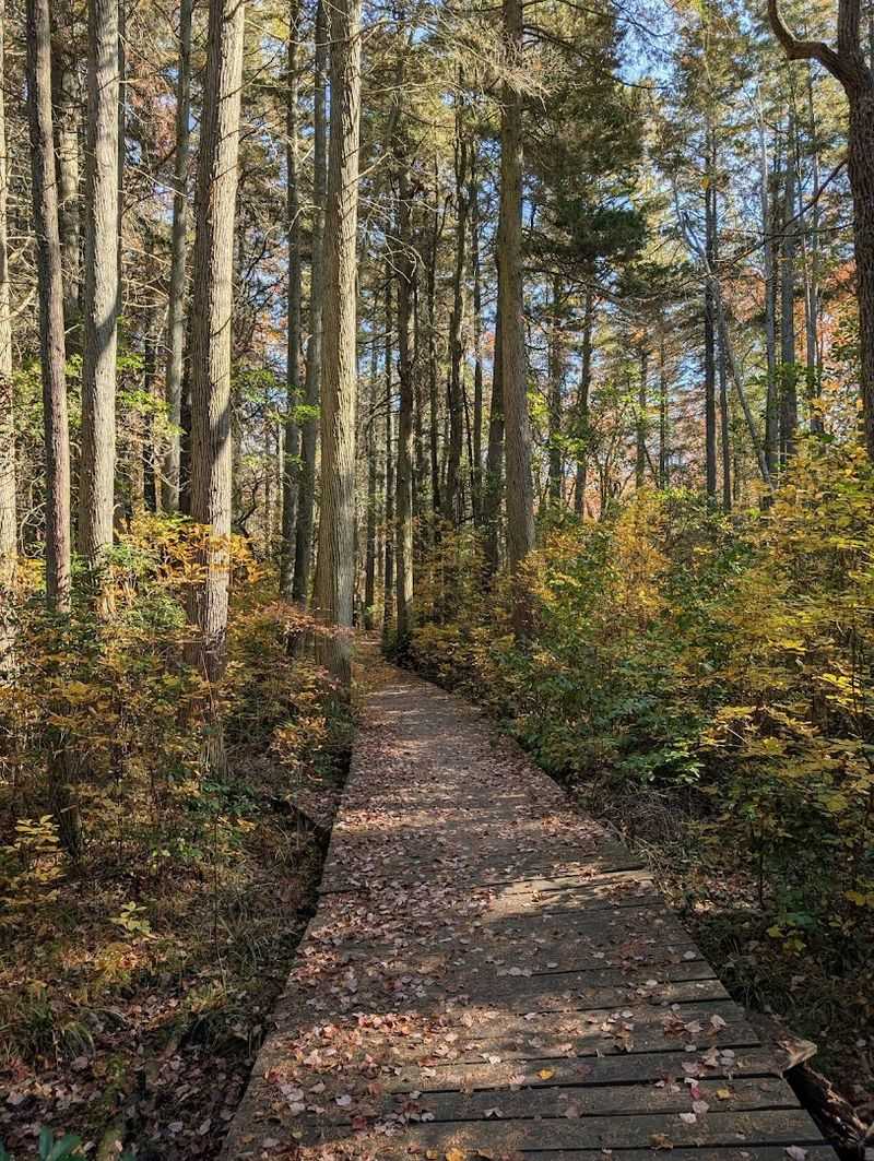 The Trees That Define This Forest