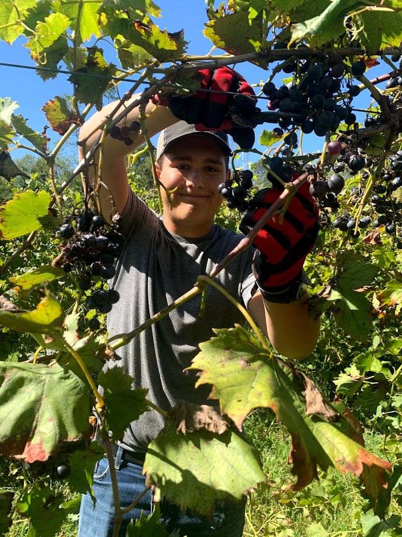 The Story Behind the Vines