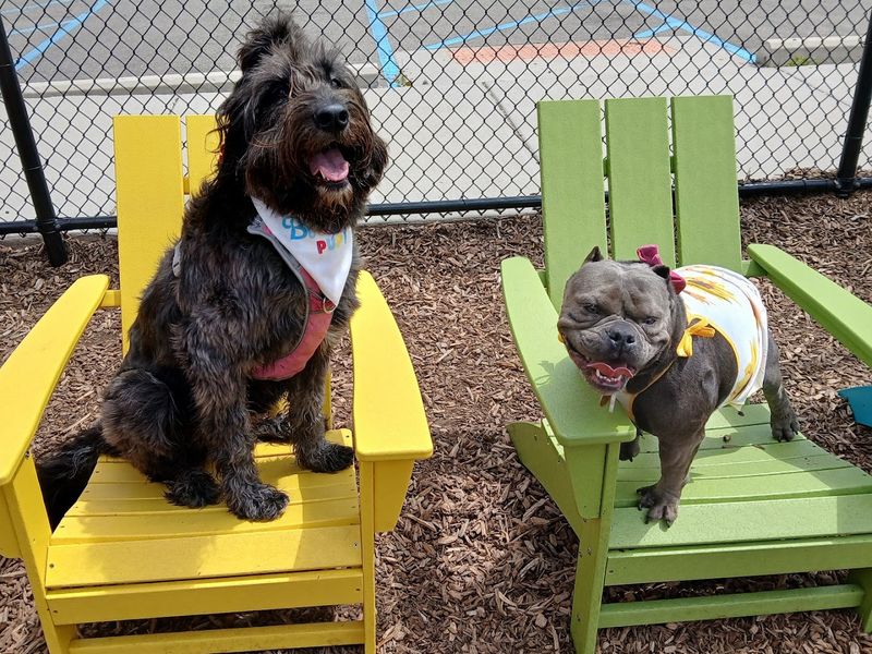 The Concept That Changed How Detroit Thinks About Dog Parks