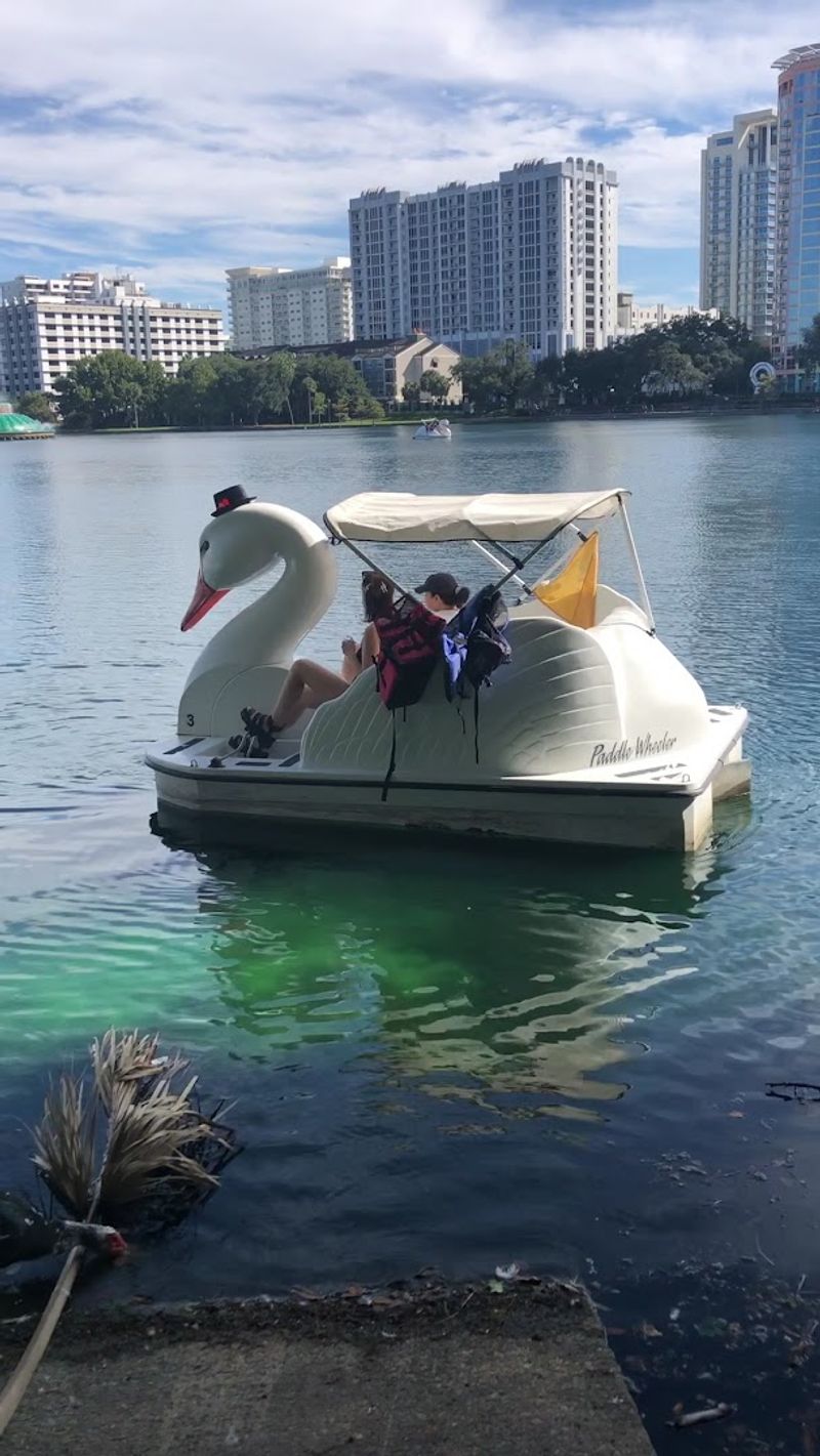 The Story Behind the Swan Boats