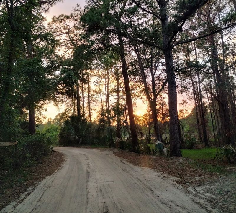 The Forest That Surprises You