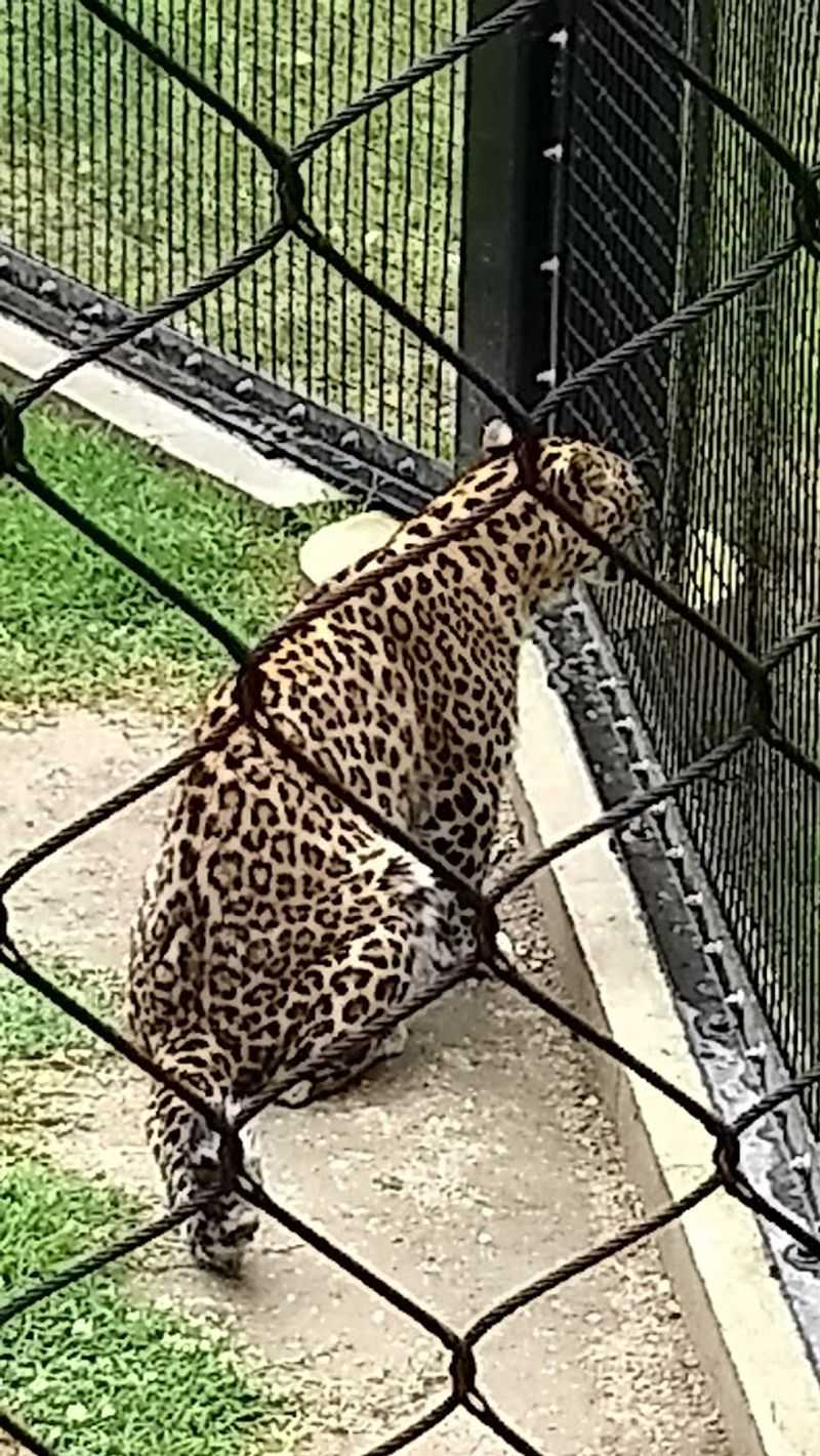 The African Safari Section Up Close