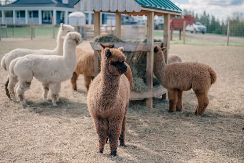 The Alpaca Family That Stole My Heart Immediately