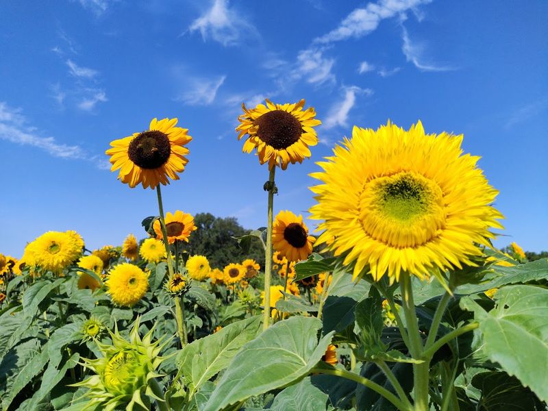 The Sunflower Festival That Turns Everything Golden