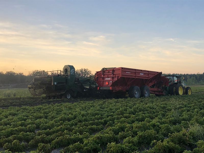 The Fresh Potato Season That Defines the Farm
