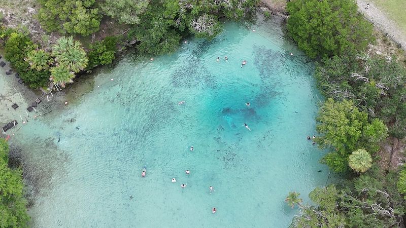 The Crystal-Clear Springs That Make This Forest Famous