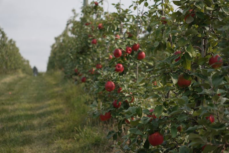 The Story Behind the Farm