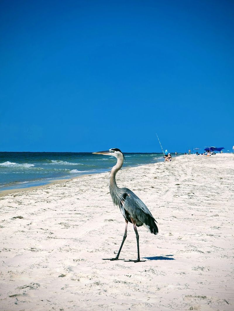 The Gulf Beach: White Sand and Water That Barely Looks Real