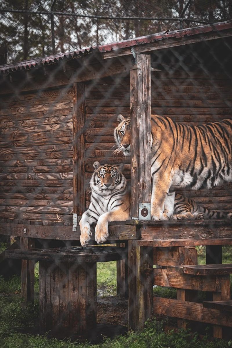 The Story Behind the Mission