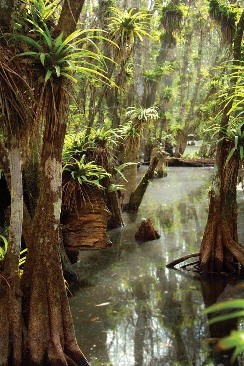 A Forest Found Nowhere Else on Earth