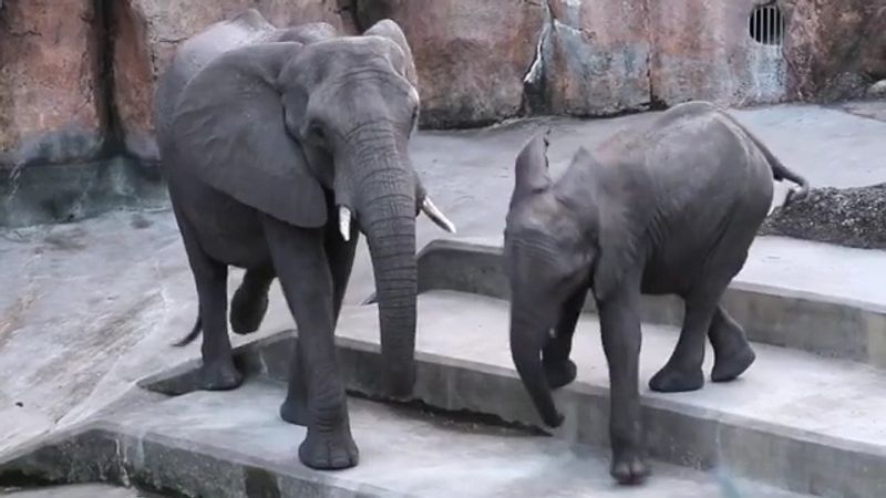 Africa Section: Giants, Horns, and One Very Tall Lunch Date