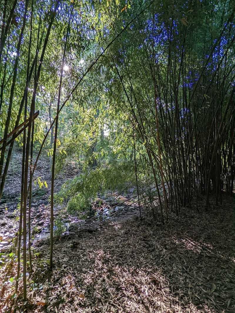 The Bamboo Forest That Stops People in Their Tracks