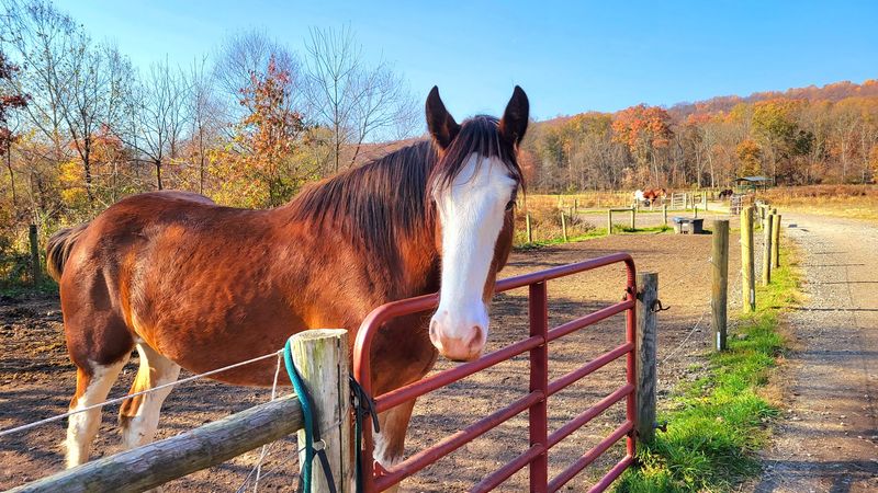 The Clydesdale Horses That Make This Place Unforgettable