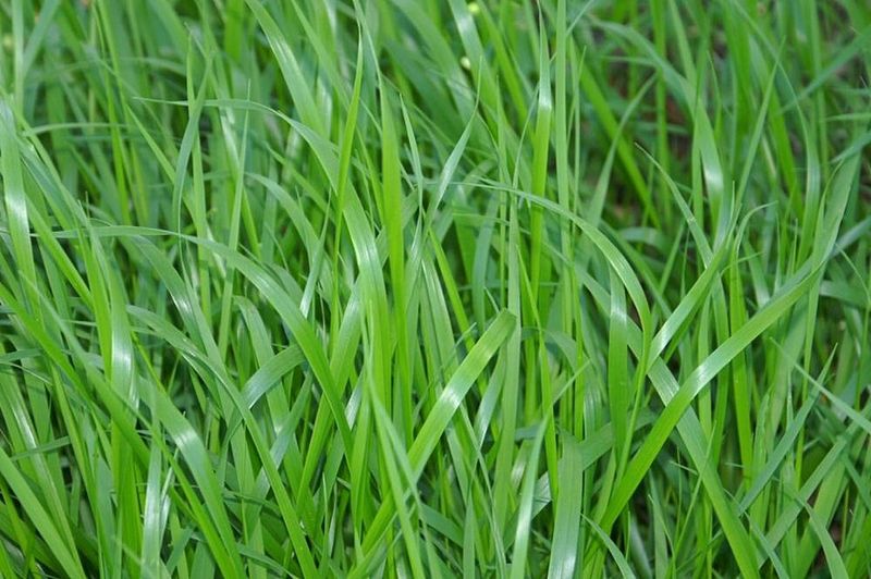 Sweetgrass (Hierochloe odorata)