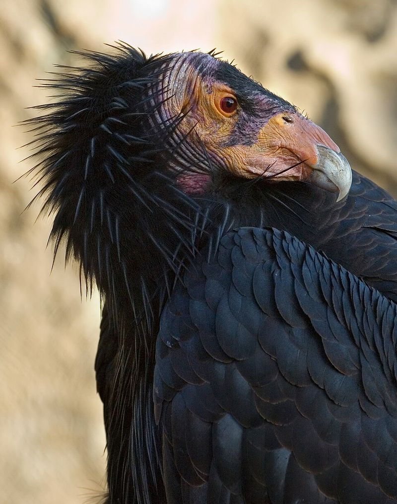 California Condor (Gymnogyps californianus)