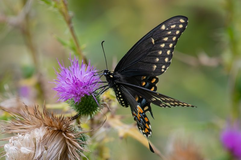 The Butterfly Garden and Educational Programs