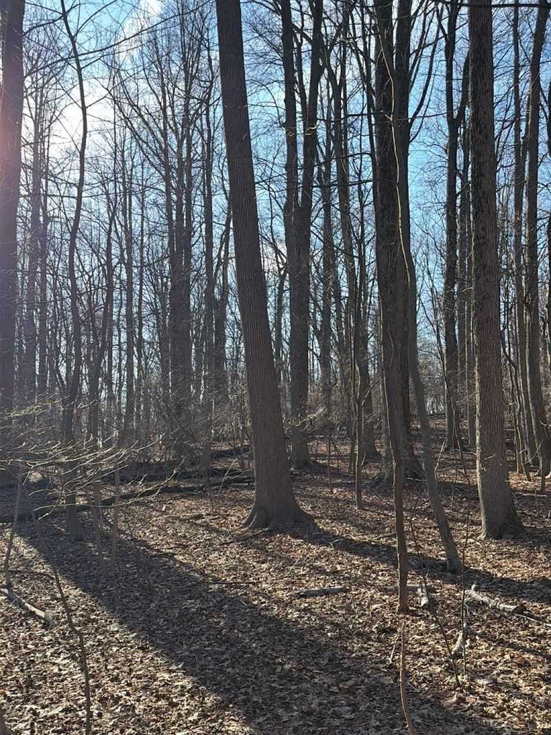 The No-Dogs Rule and What It Means for the Trail