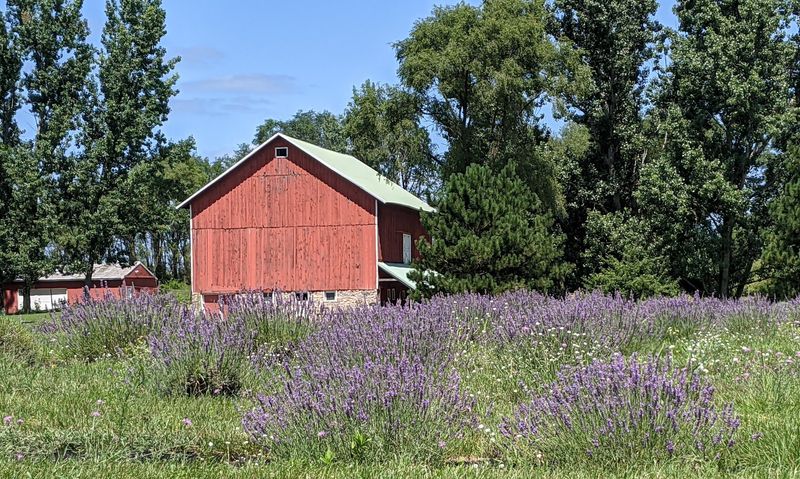 When to Visit for the Best Lavender Bloom