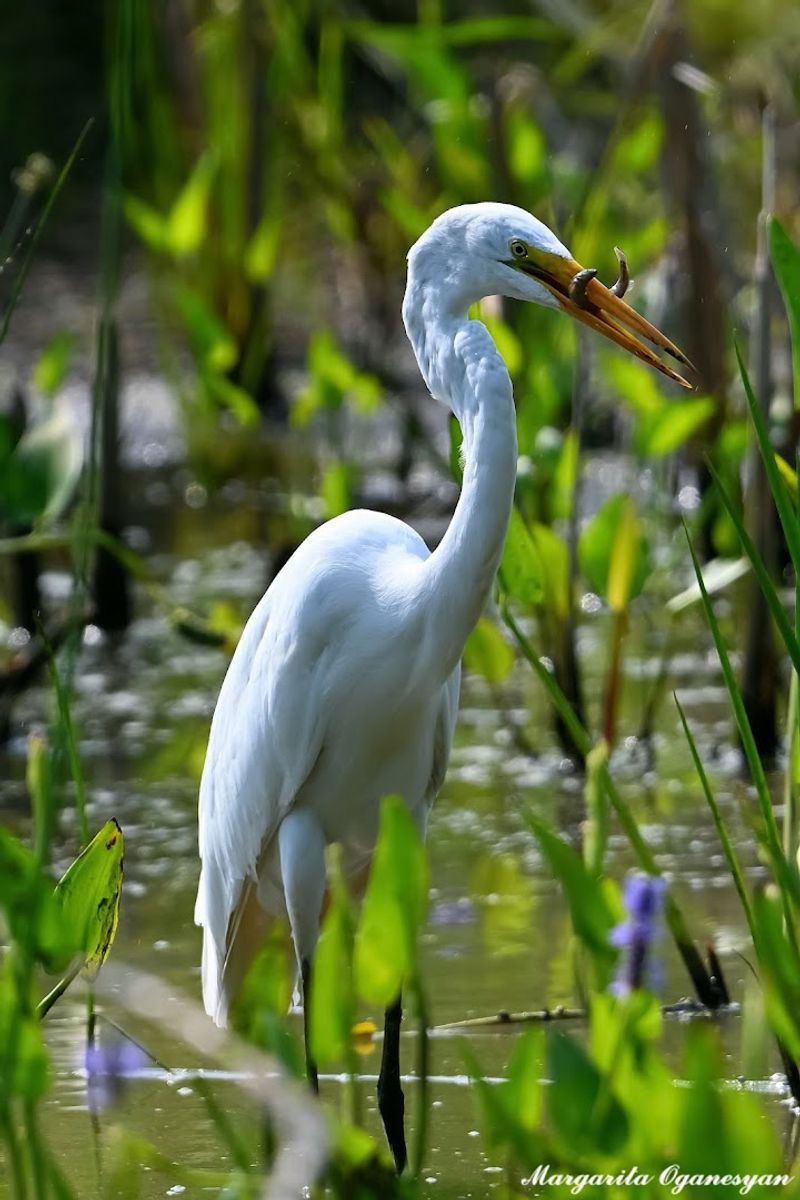 Why Birdwatchers Keep Coming Back
