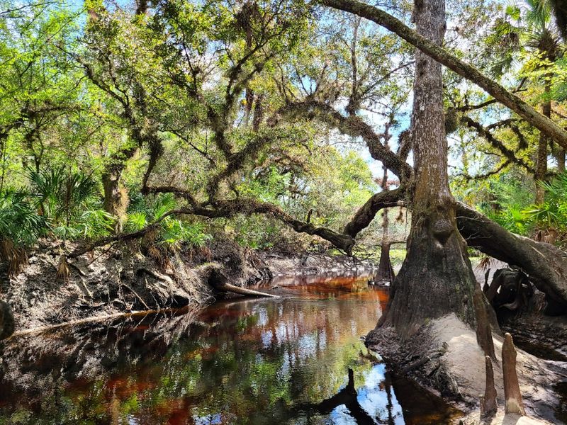 The Little Econ River and Its Cypress-Lined Banks