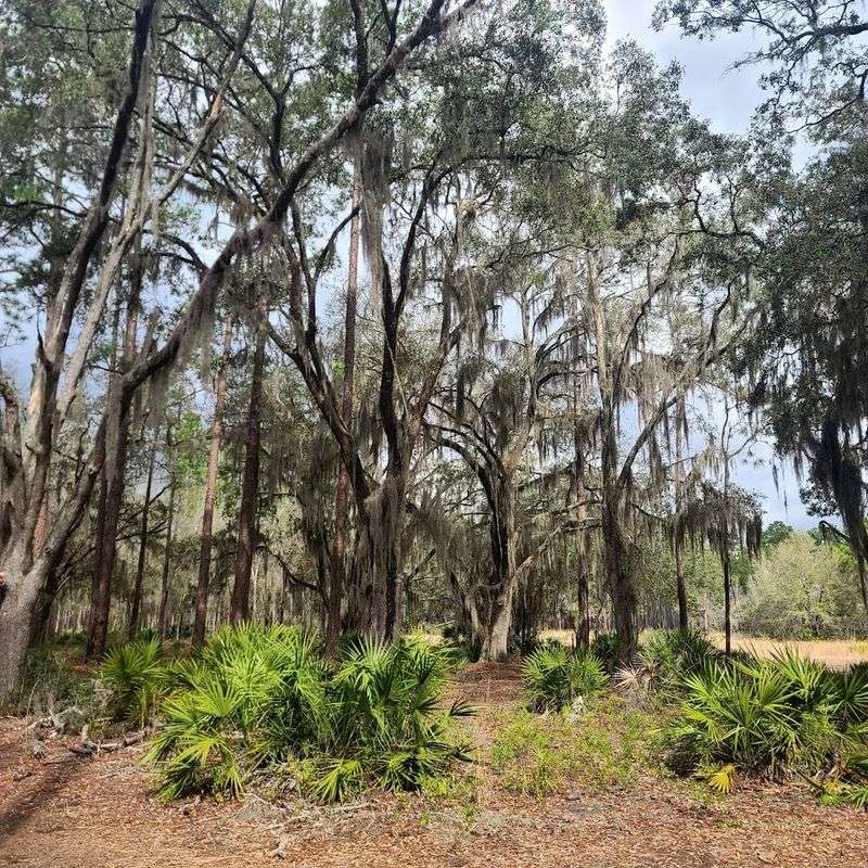 Geocaching and Hidden Treasures in the Woods