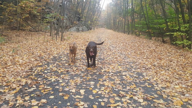 Dogs on the Trail: A Park That Welcomes Pets
