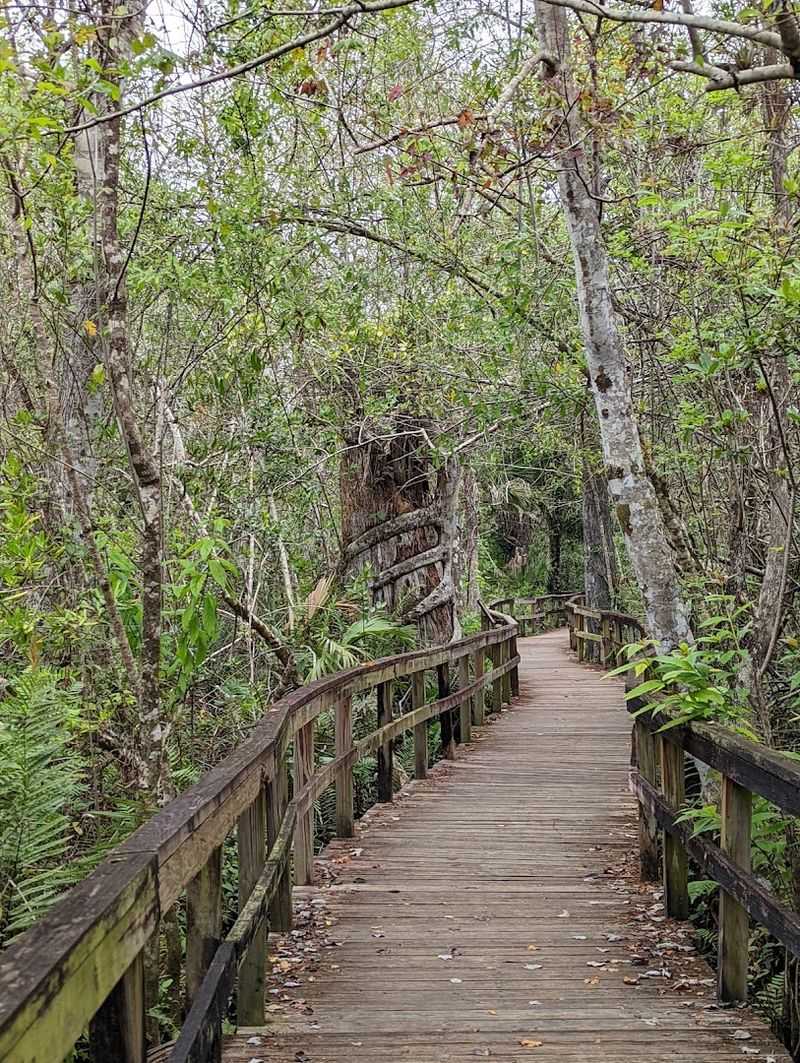 The Mosquito Situation Deserves Its Own Section