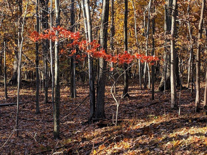 Seasonal Changes That Transform the Trails