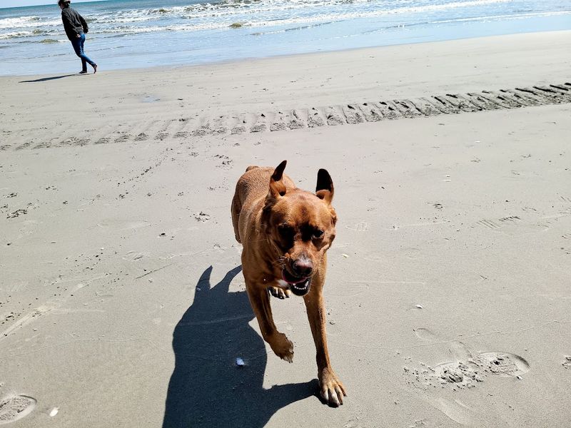 North Wildwood Dog Beach, North Wildwood, NJ