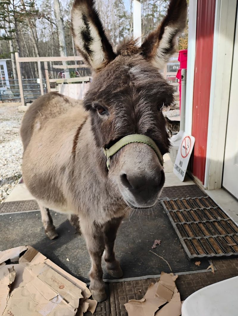 Funny Farm Rescue and Sanctuary in Mays Landing, New Jersey