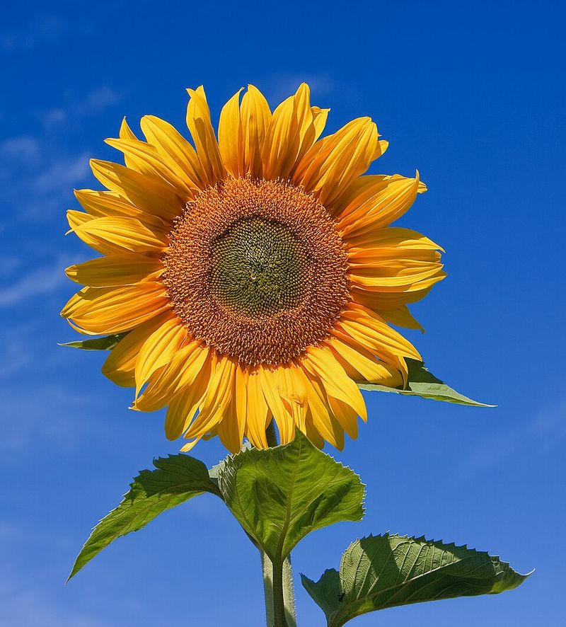 Sunflower (Helianthus annuus)
