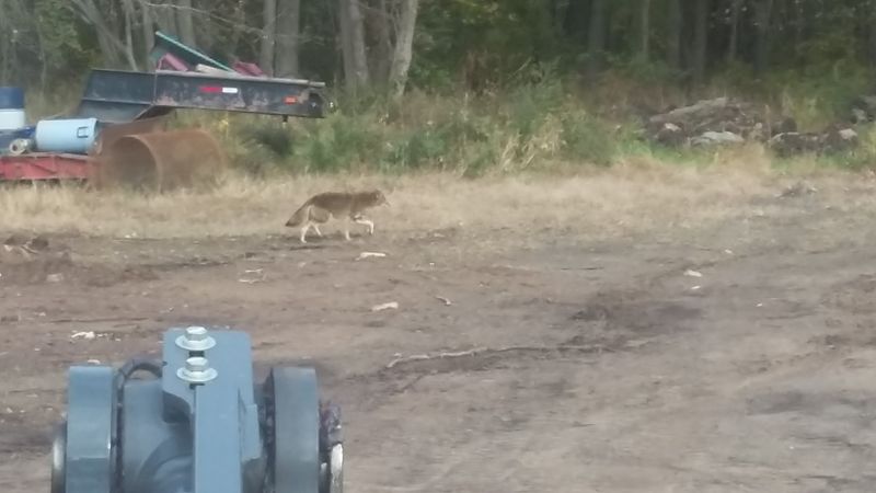 The Wildlife Beyond The Birds