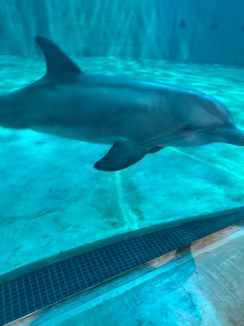 Hope the Dolphin: Winter's Companion and Successor