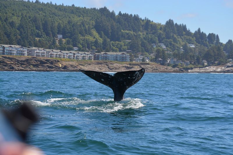 Whale Watching Opportunities