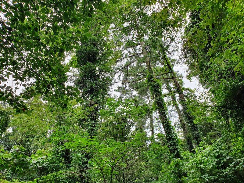 Hwansang Gotjawal Forest, Jeju