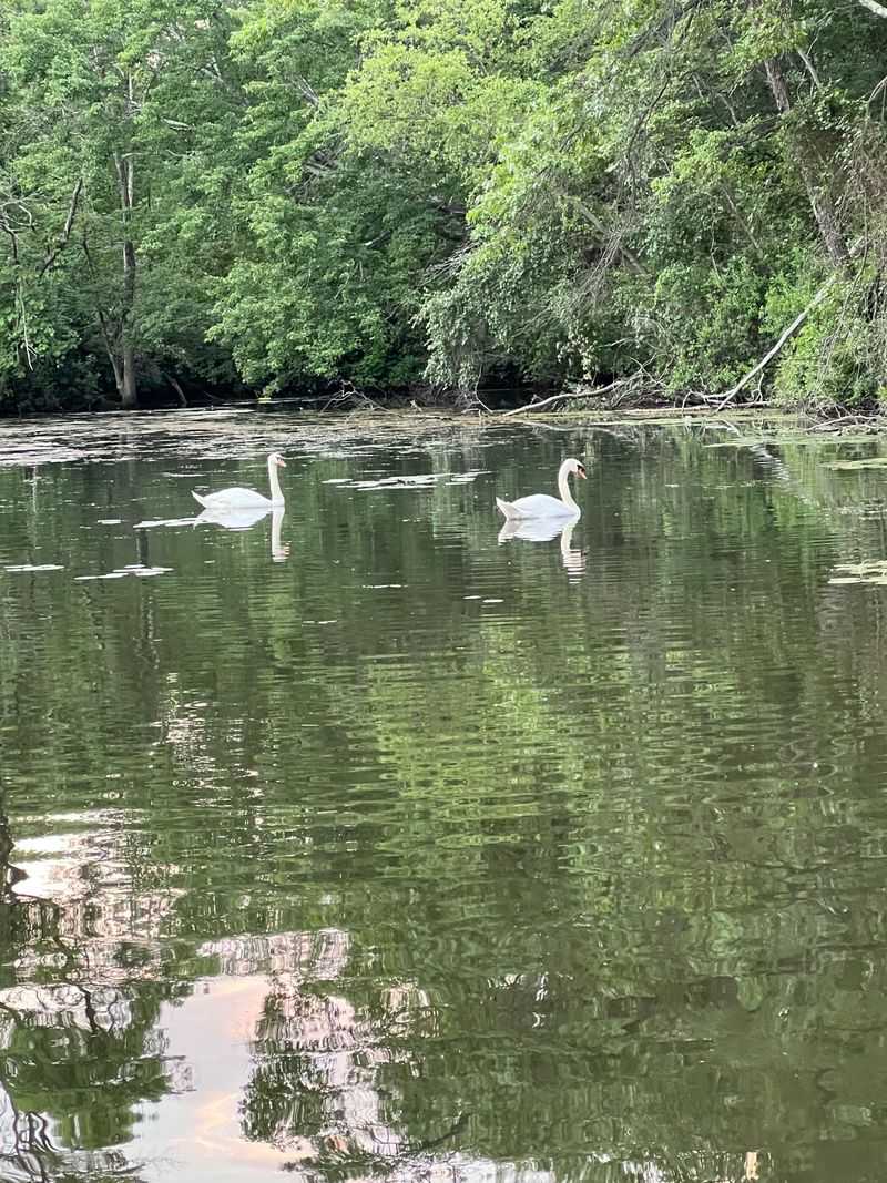 Wildlife Around the Lake Worth Paying Attention To