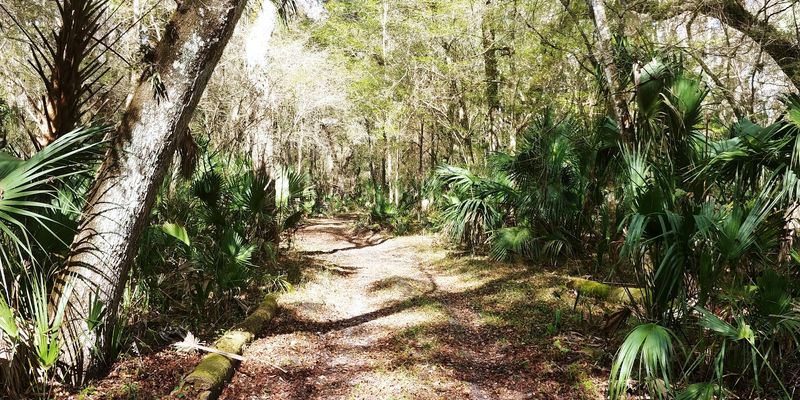 Half Moon Wildlife Management Area Trails (near Lake Panasoffkee)