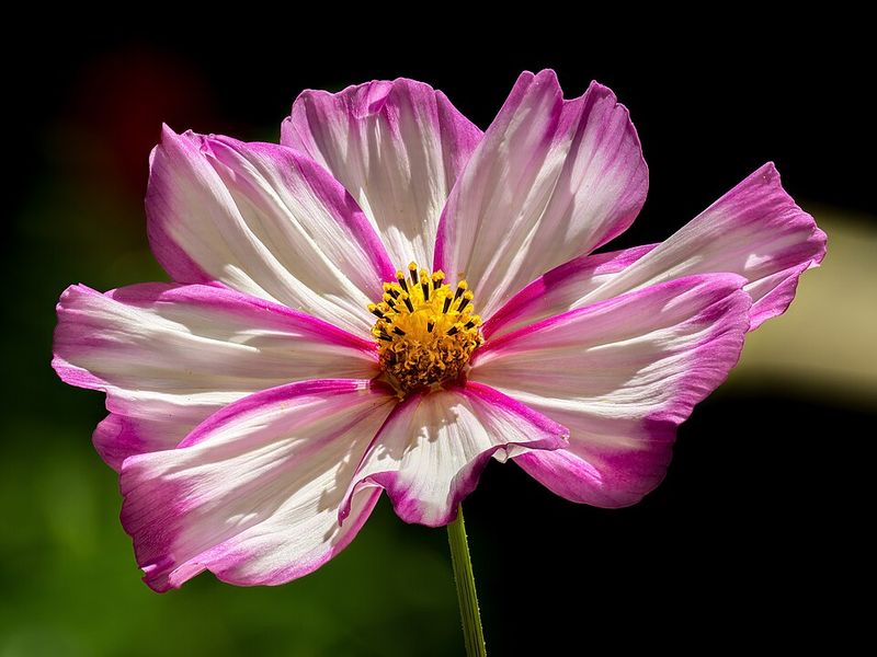 Cosmos – Thrive in poor soil and handle Florida heat beautifully
